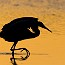 thumbs/IMG_1078.jpg